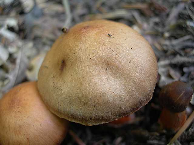 Cortinarius (Telamonia) bulliardii (Pers.) Fr.